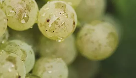 干邑是如何酿成的